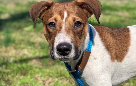 Puppies in Nashville looking for their furr-ever homes