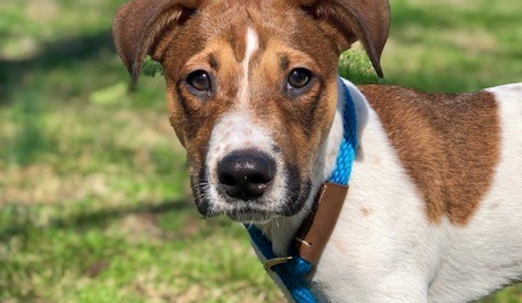 Puppies in Nashville looking for their furr-ever homes