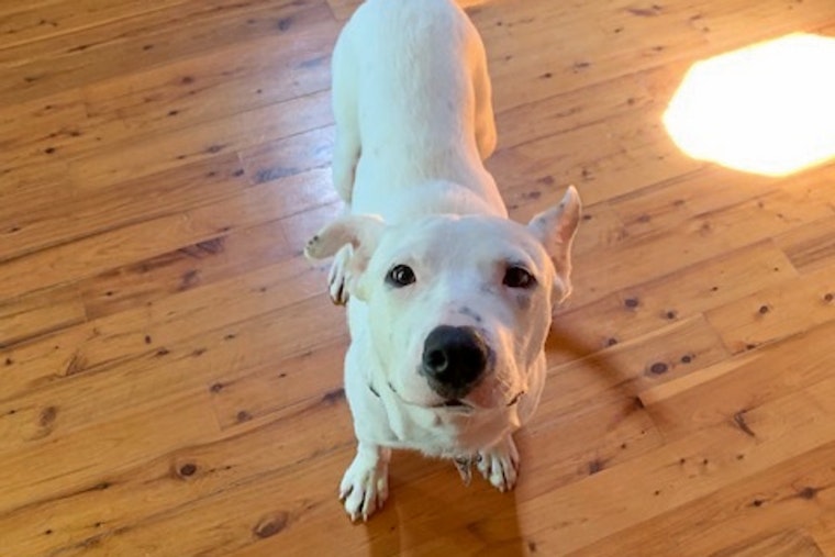Puppies in New Orleans looking for their furr-ever homes