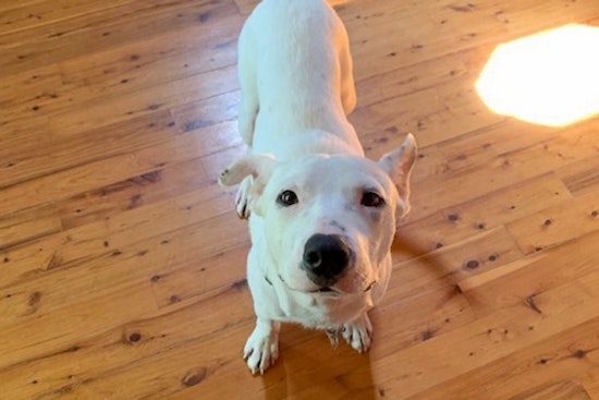 Puppies in New Orleans looking for their furr-ever homes
