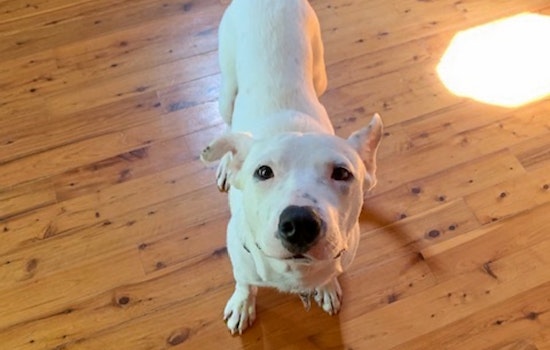 Puppies in New Orleans looking for their furr-ever homes