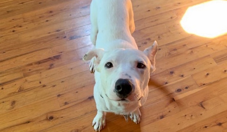 Puppies in New Orleans looking for their furr-ever homes