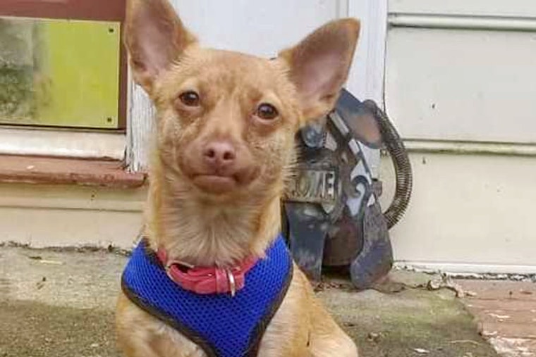 Puppies in Atlanta looking for their furr-ever homes