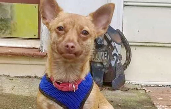 Puppies in Atlanta looking for their furr-ever homes