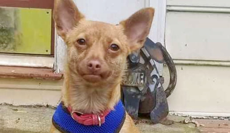 Puppies in Atlanta looking for their furr-ever homes
