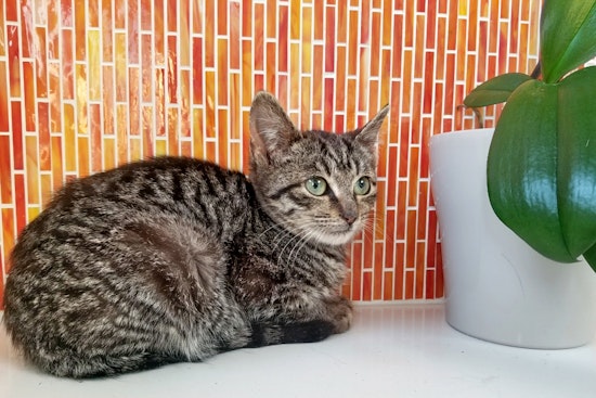Kittens in Philadelphia looking for their furr-ever homes