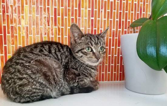 Kittens in Philadelphia looking for their furr-ever homes