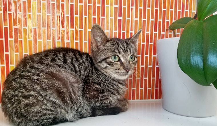 Kittens in Philadelphia looking for their furr-ever homes