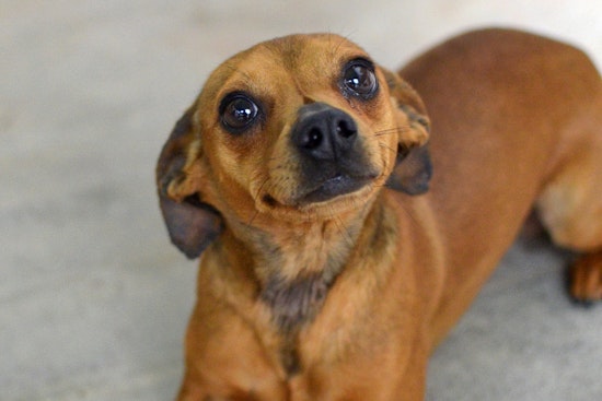 Dogs in Santa Ana looking for their furr-ever homes