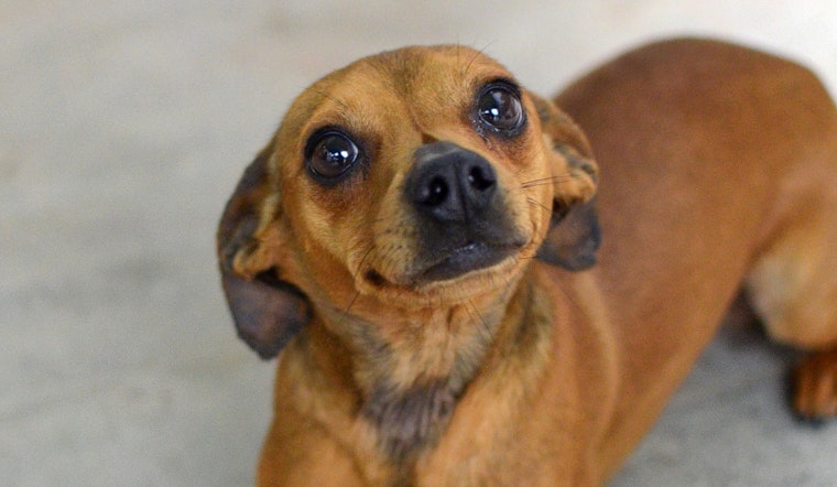 Dogs in Santa Ana looking for their furr-ever homes