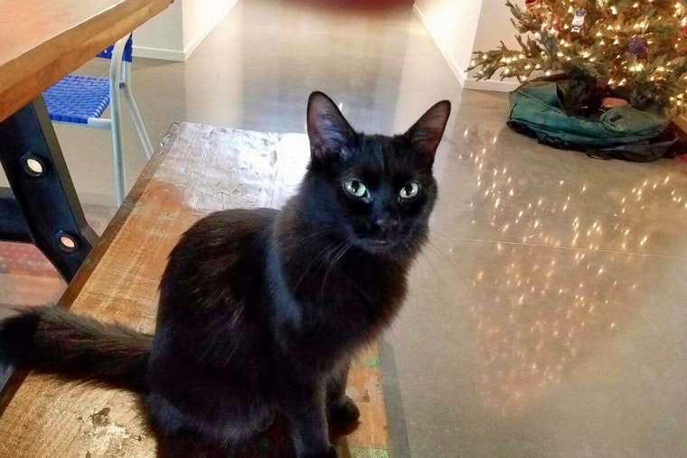 Cats in Tucson looking for their furr-ever homes