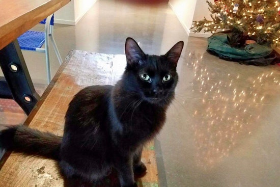 Cats in Tucson looking for their furr-ever homes