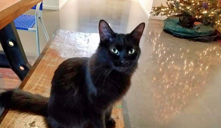 Cats in Tucson looking for their furr-ever homes