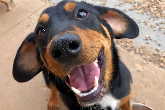 Puppies in Oklahoma City looking for their furr-ever homes