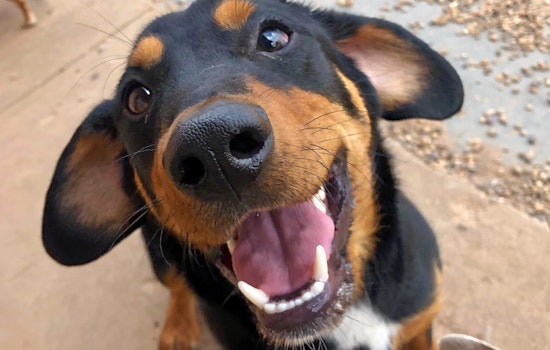 Puppies in Oklahoma City looking for their furr-ever homes