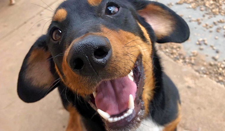 Puppies in Oklahoma City looking for their furr-ever homes