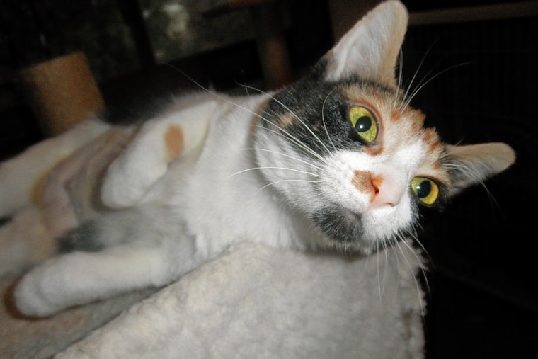 Cats in Milwaukee looking for their furr-ever homes