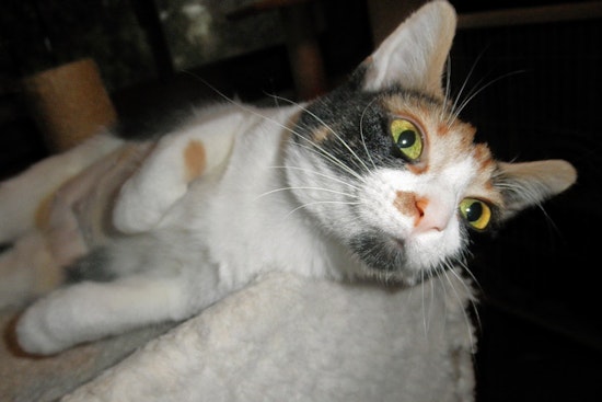 Cats in Milwaukee looking for their furr-ever homes