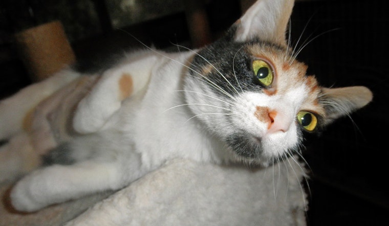 Cats in Milwaukee looking for their furr-ever homes