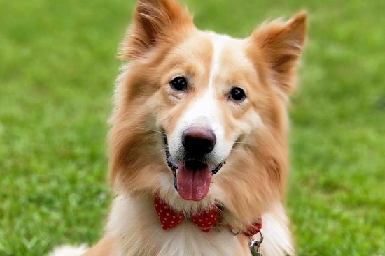 Dogs in San Francisco looking for their furr-ever homes