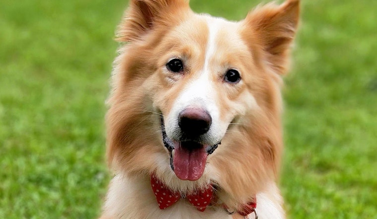 Dogs in San Francisco looking for their furr-ever homes