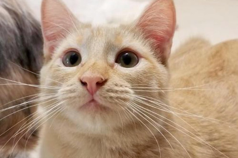 Cats in Plano looking for their furr-ever homes