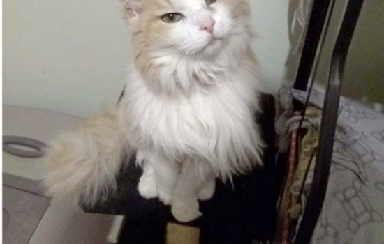 Cats in Louisville looking for their furr-ever homes