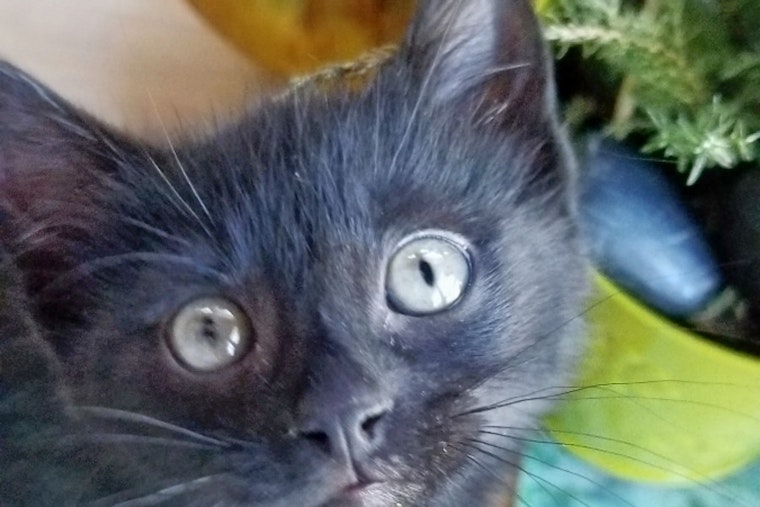 Kittens in Chicago looking for their furr-ever homes