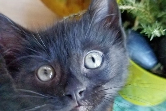 Kittens in Chicago looking for their furr-ever homes