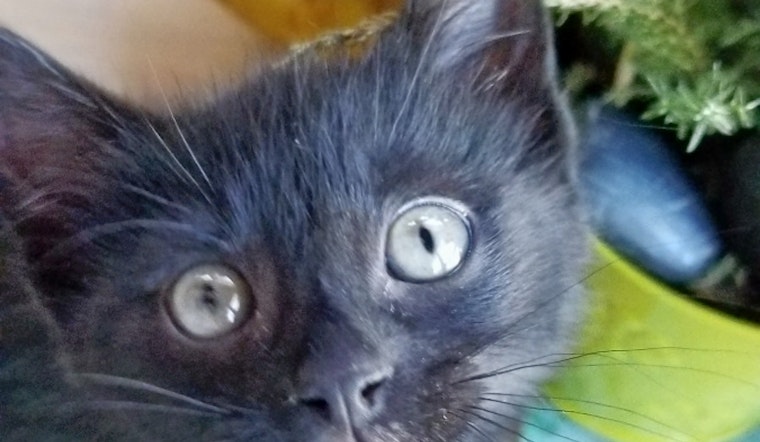 Kittens in Chicago looking for their furr-ever homes