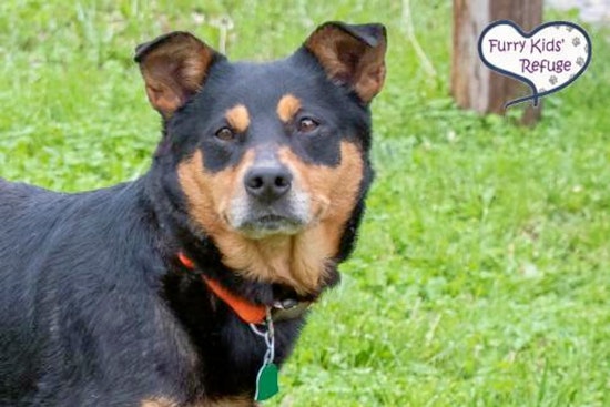 Dogs in Kansas City looking for their furr-ever homes