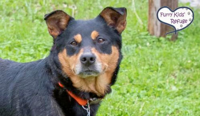 Dogs in Kansas City looking for their furr-ever homes