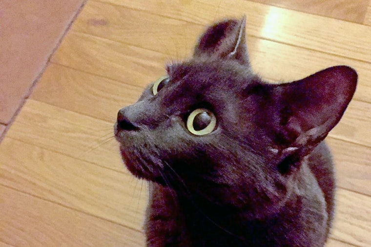 Cats in New York City looking for their furr-ever homes