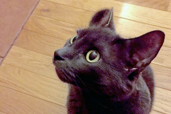 Cats in New York City looking for their furr-ever homes