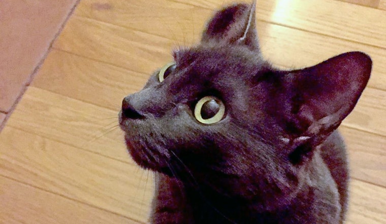 Cats in New York City looking for their furr-ever homes