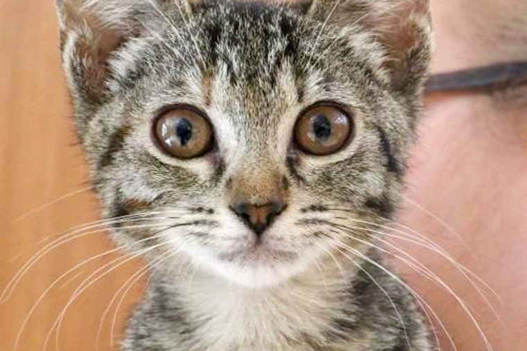 Kittens in Washington looking for their furr-ever homes