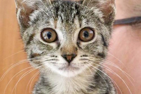 Kittens in Washington looking for their furr-ever homes