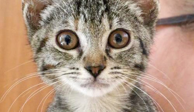 Kittens in Washington looking for their furr-ever homes