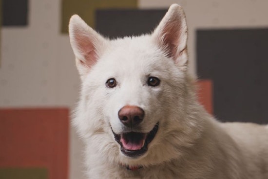 Puppies in Portland looking for their furr-ever homes