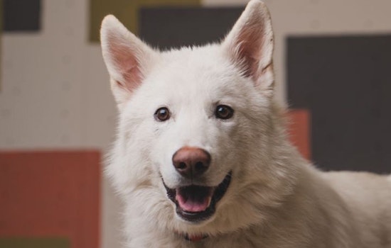 Puppies in Portland looking for their furr-ever homes