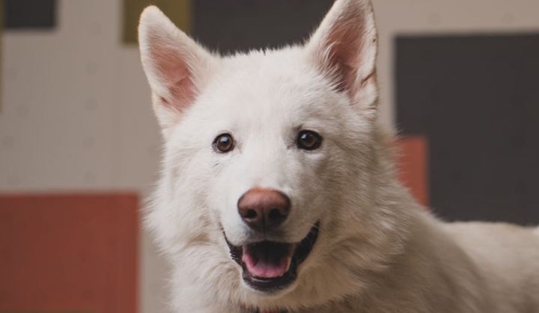 Puppies in Portland looking for their furr-ever homes