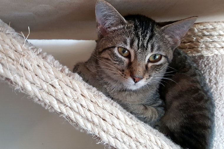 Kittens in Pittsburgh looking for their furr-ever homes