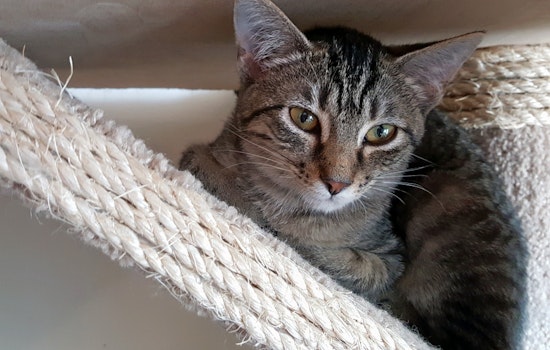 Kittens in Pittsburgh looking for their furr-ever homes