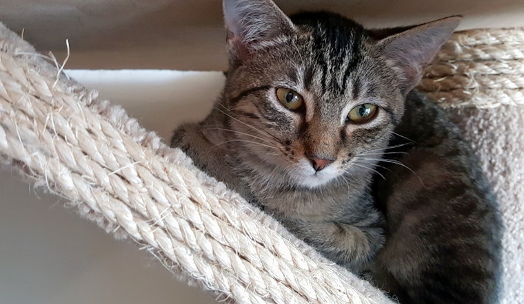 Kittens in Pittsburgh looking for their furr-ever homes