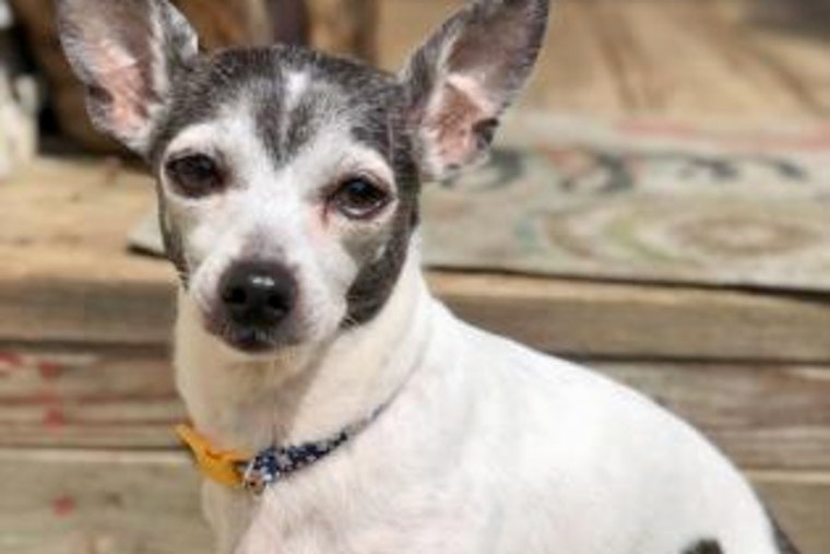 Dogs in Baltimore looking for their furr-ever homes
