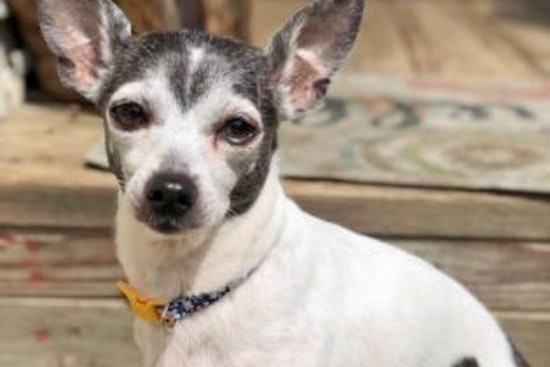 Dogs in Baltimore looking for their furr-ever homes