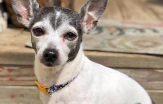 Dogs in Baltimore looking for their furr-ever homes