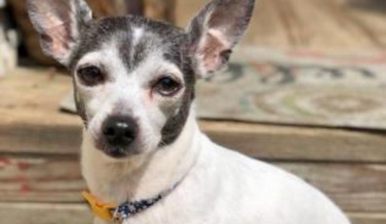 Dogs in Baltimore looking for their furr-ever homes