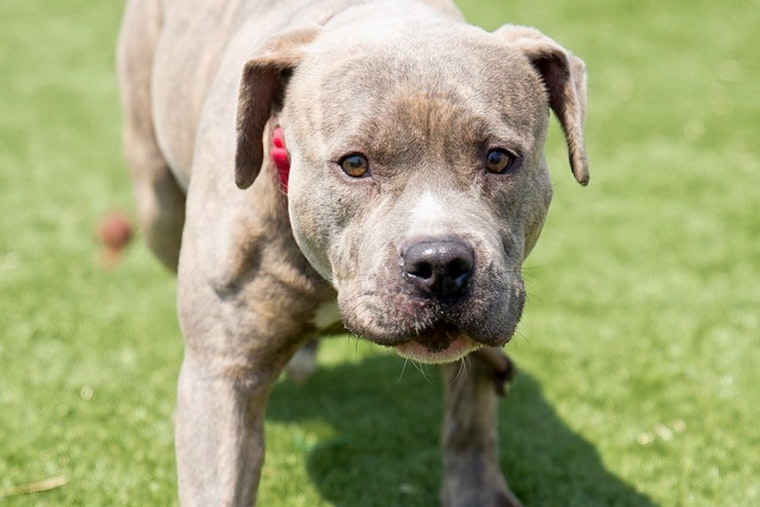 Dogs in Cleveland looking for their furr-ever homes