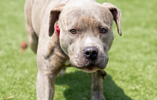 Dogs in Cleveland looking for their furr-ever homes